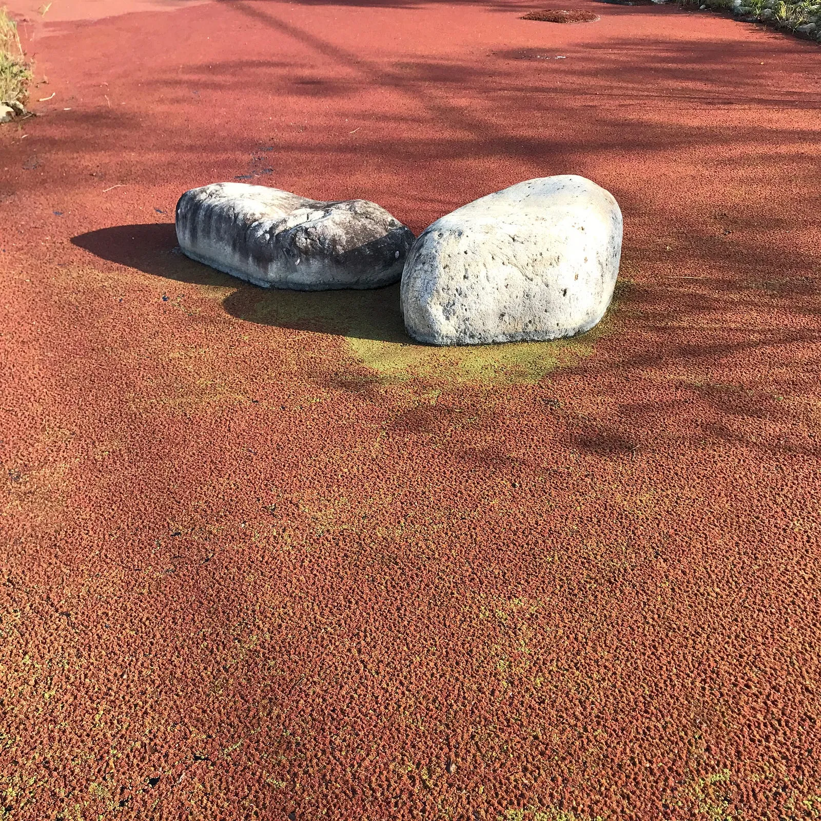 紅，在晨光下・第 4 張