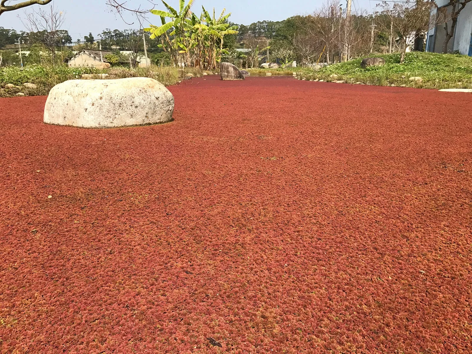 紅，在晨光下・第 7 張
