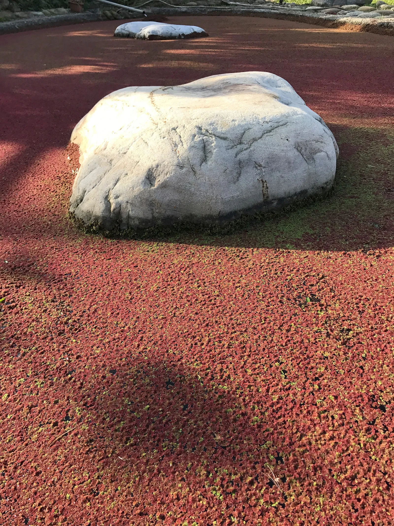 紅，在晨光下・第 11 張