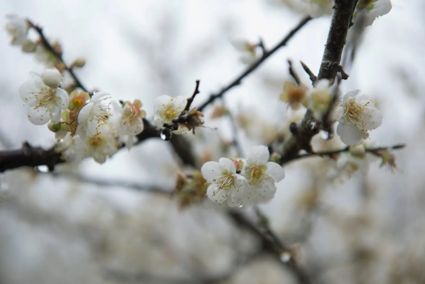 2013那年梅花茶會・第 4 張