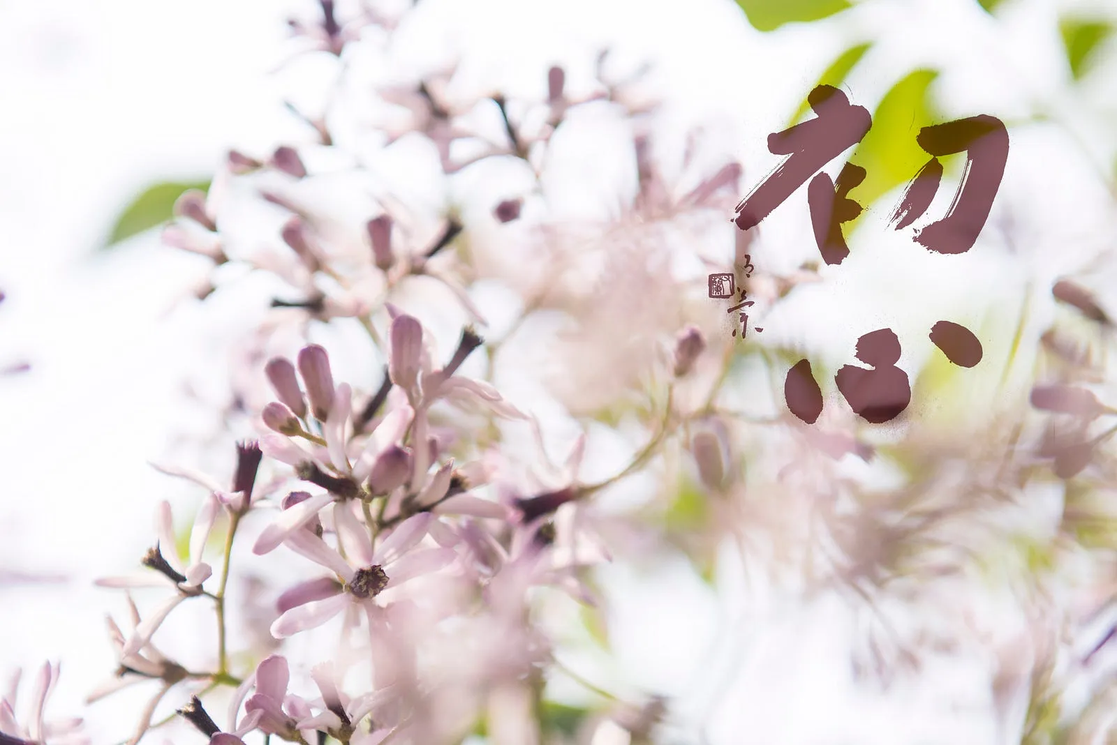 紫花苦楝，淡淡的灰紫・題字：有蘭