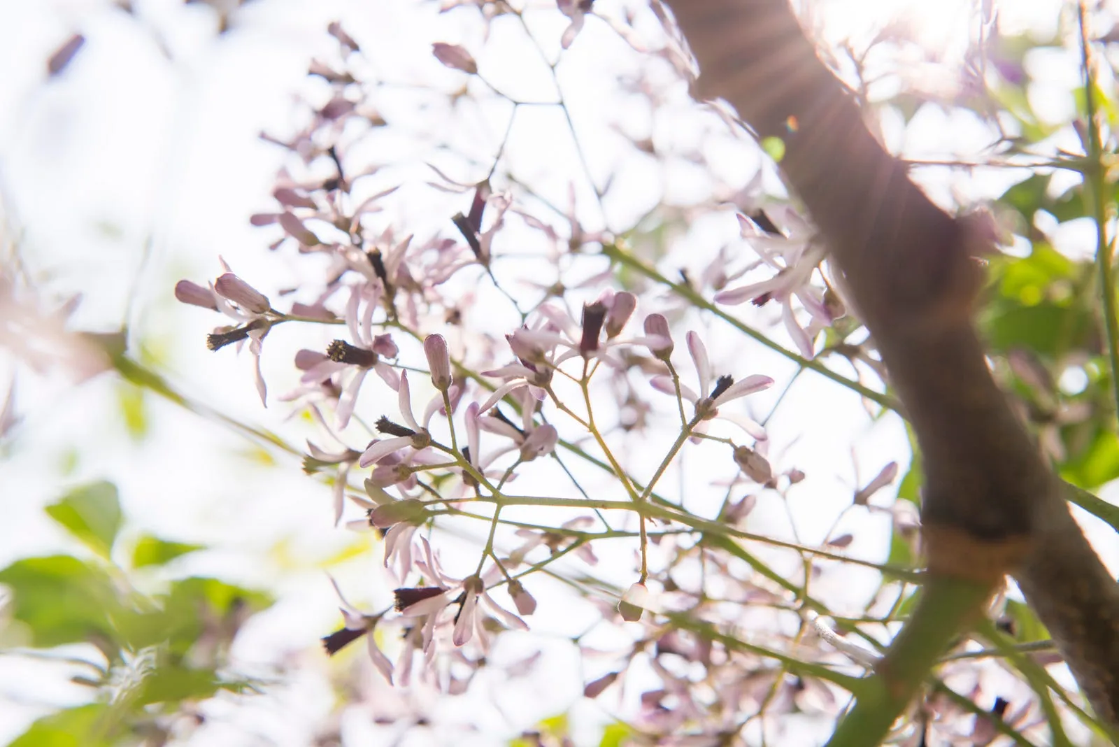 紫花苦楝，淡淡的灰紫・第 11 張