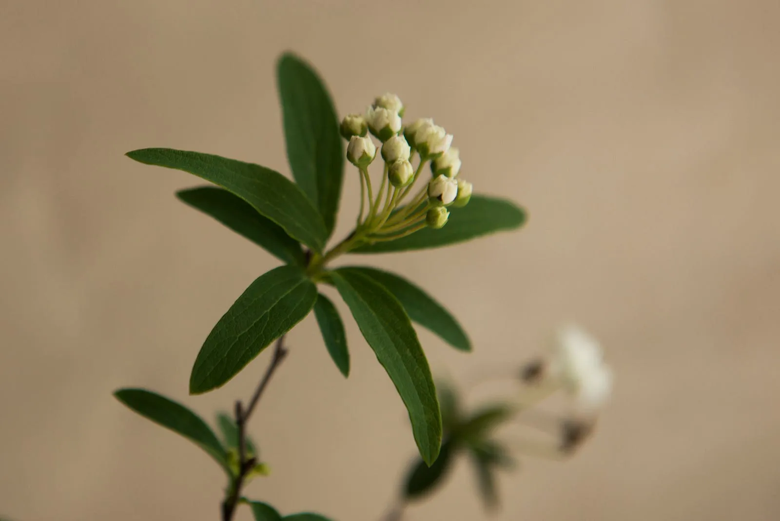 麻葉繡球花與素瓶・第 3 張