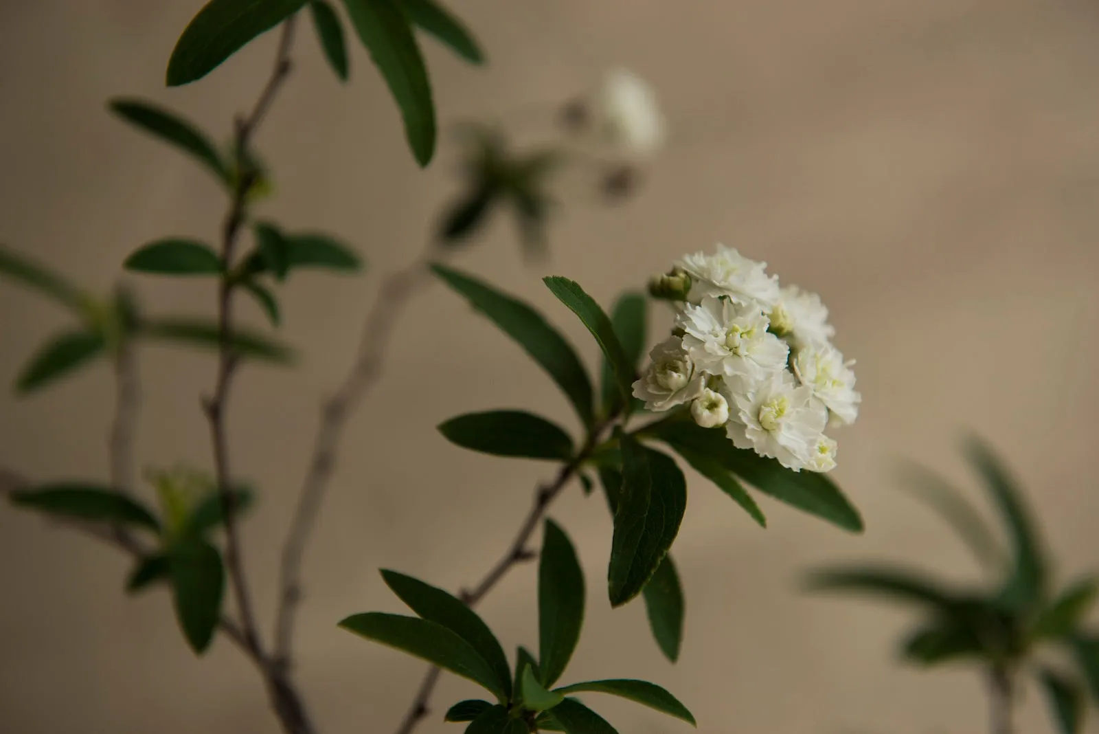 麻葉繡球花與素瓶・第 4 張