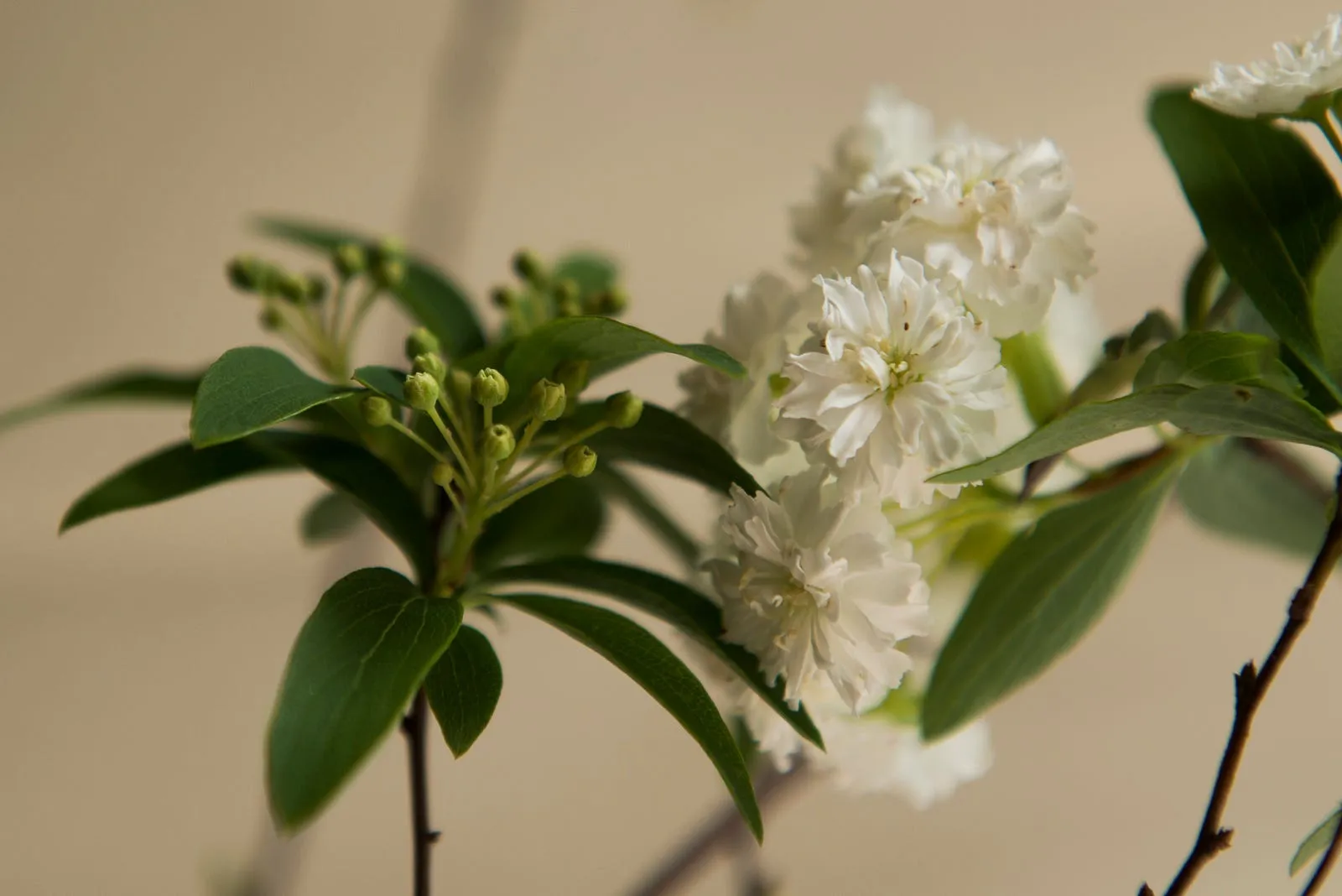 麻葉繡球花與素瓶・第 5 張