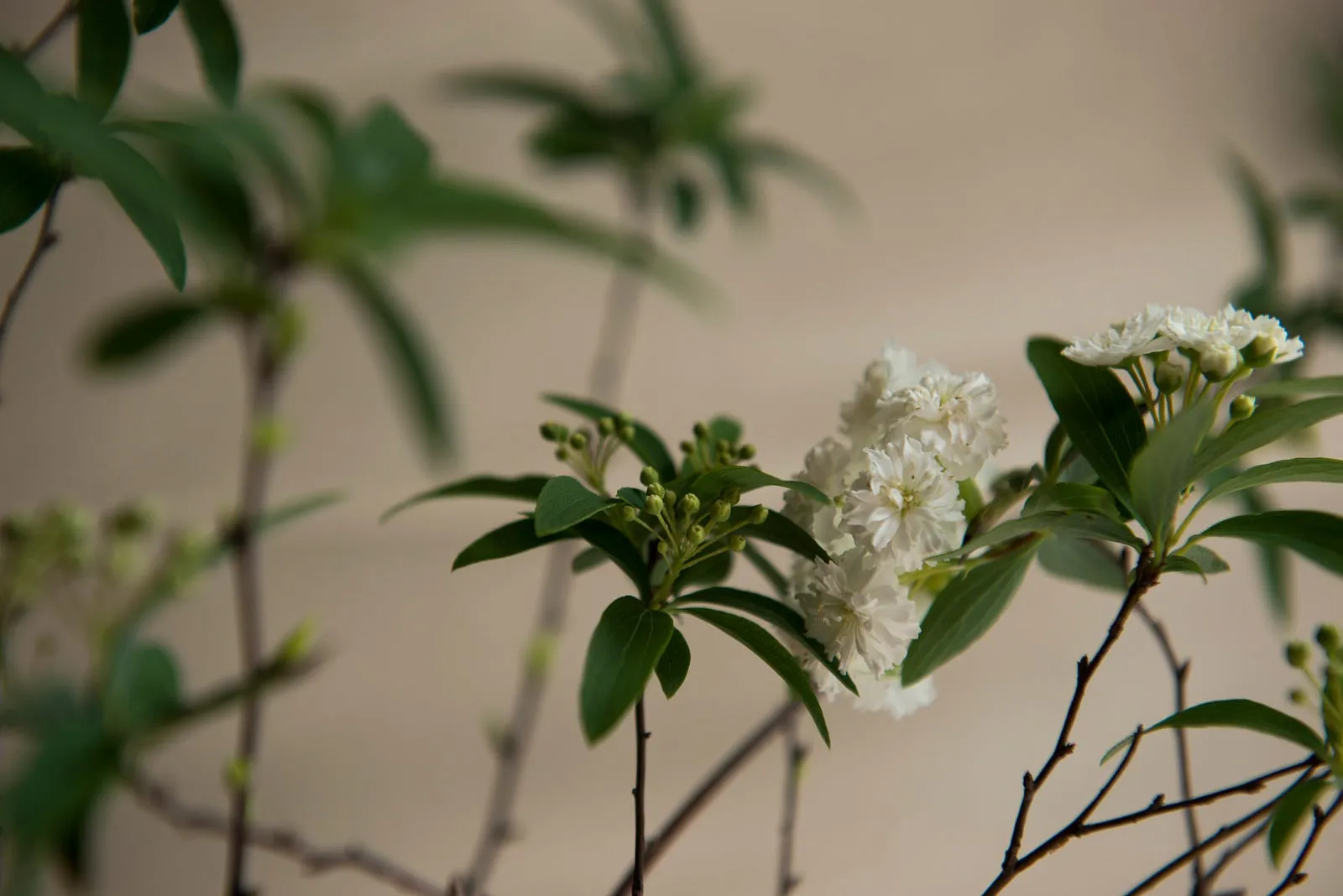 麻葉繡球花與素瓶・第 9 張