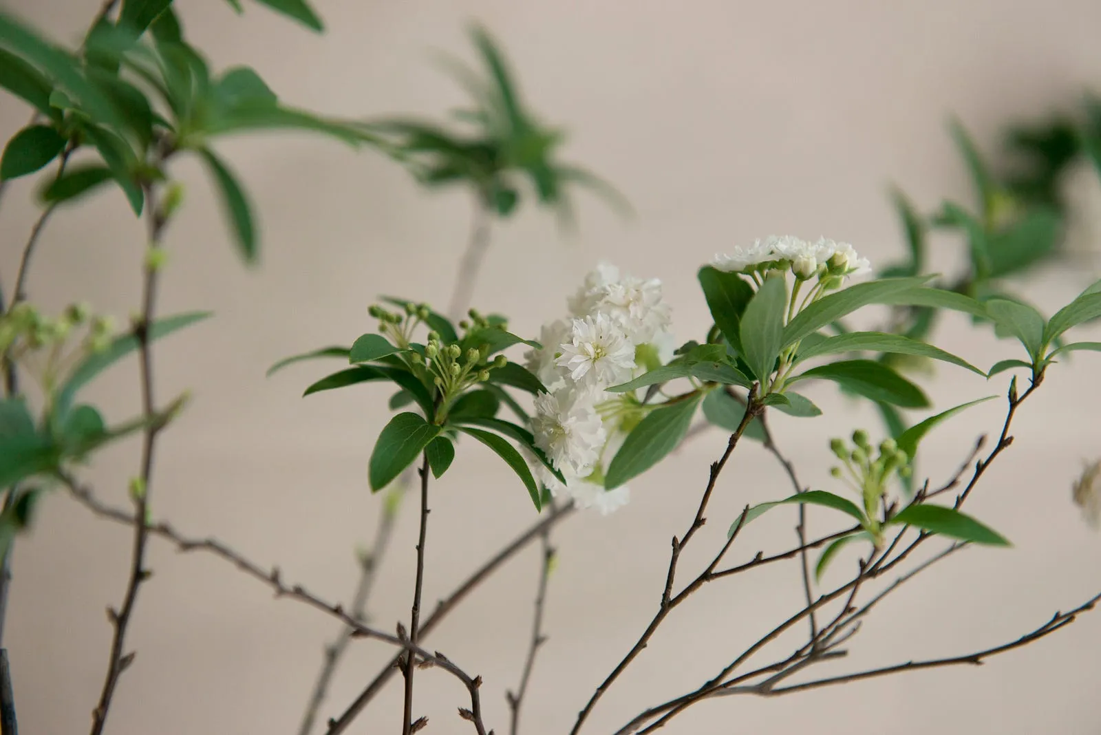 麻葉繡球花與素瓶・第 14 張