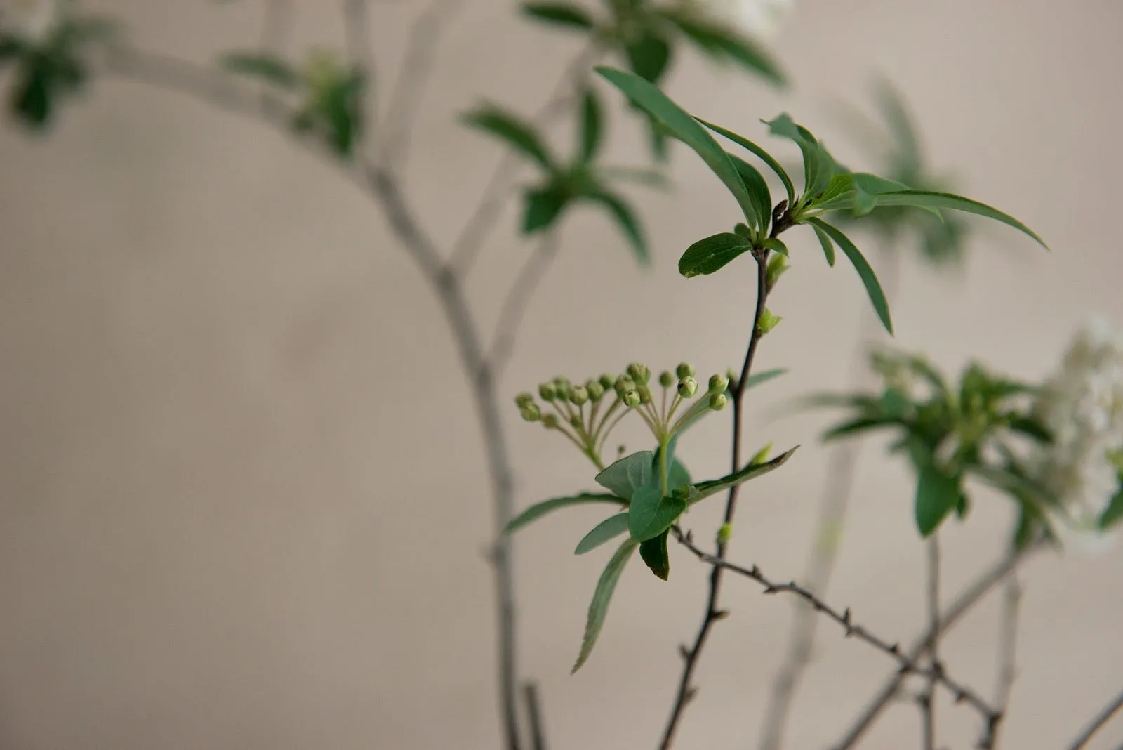 麻葉繡球花與素瓶・第 16 張