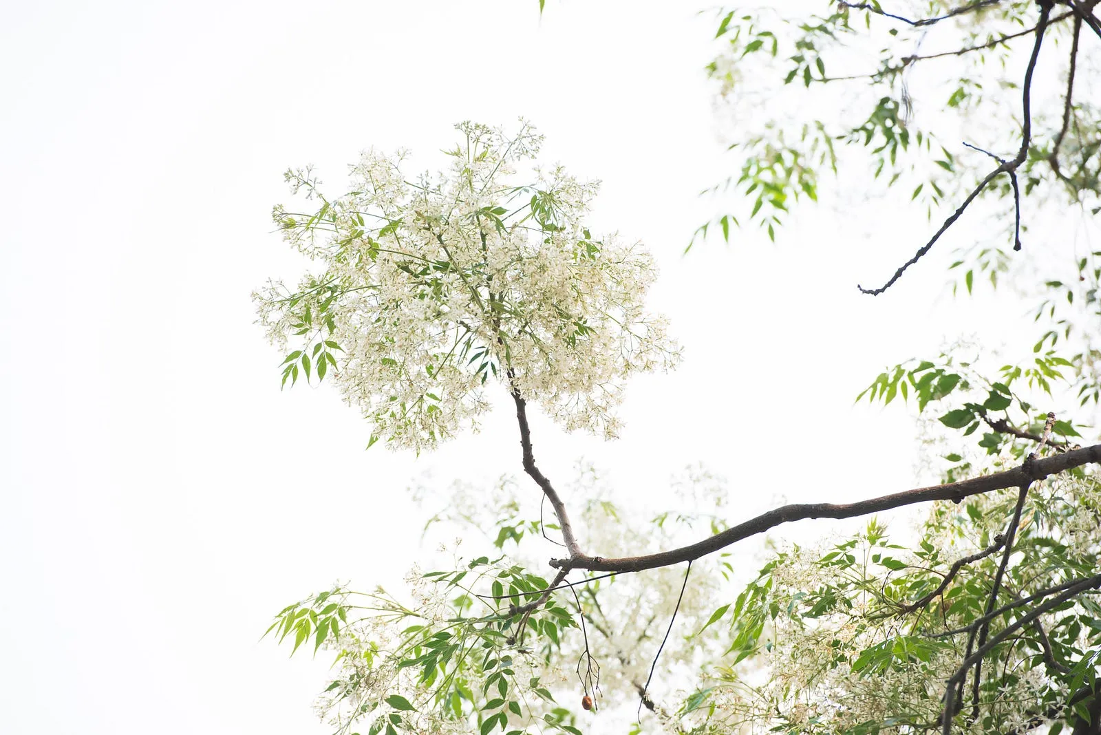 白花苦楝，抱歉，來晚了！・第 14 張