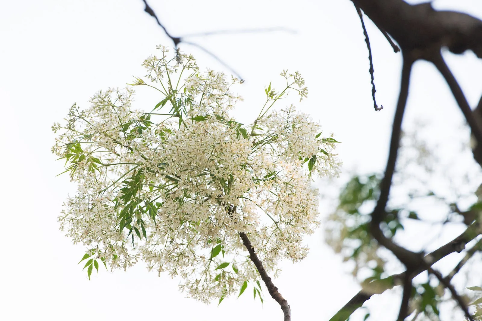 白花苦楝，抱歉，來晚了！・第 15 張