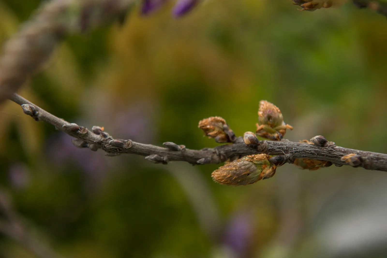 露珠，花瓣和枝葉上的晶鑽・第 12 張