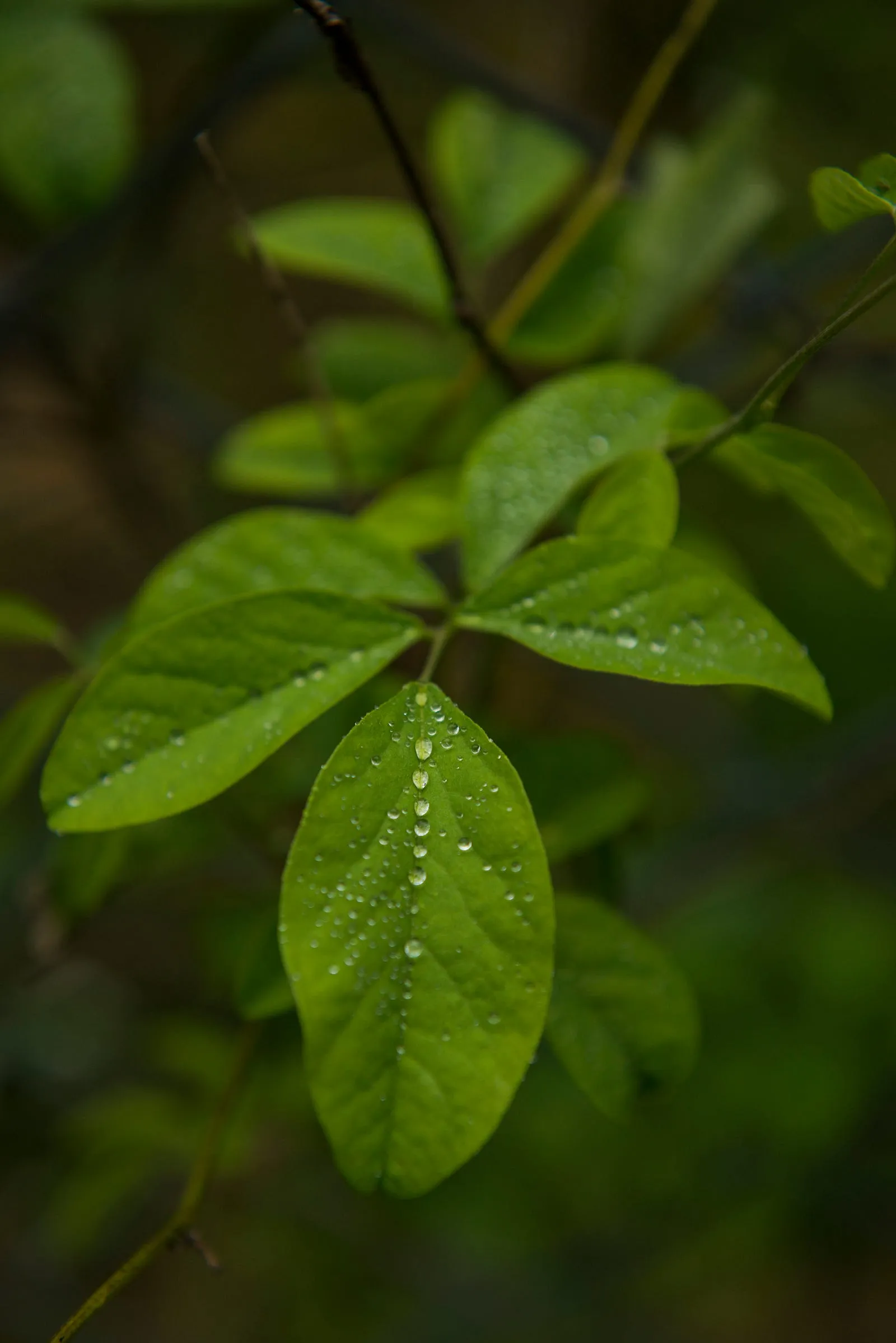 露珠，花瓣和枝葉上的晶鑽・第 13 張