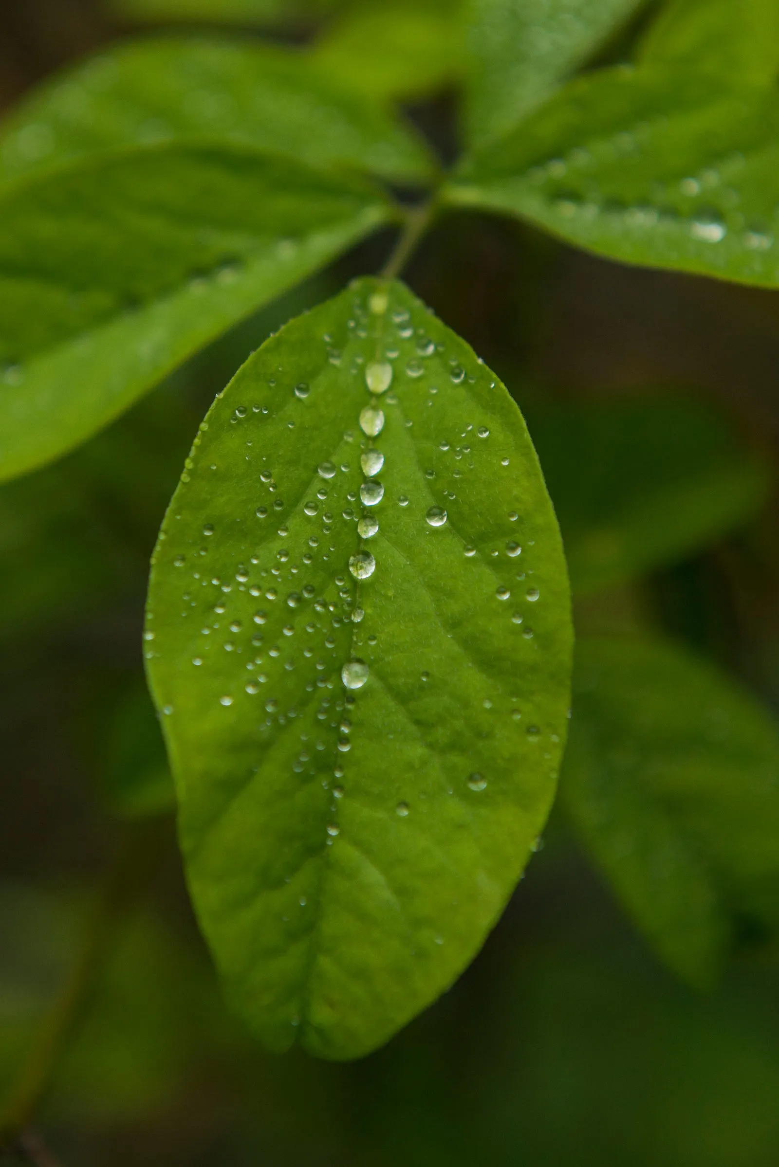 露珠，花瓣和枝葉上的晶鑽・第 14 張