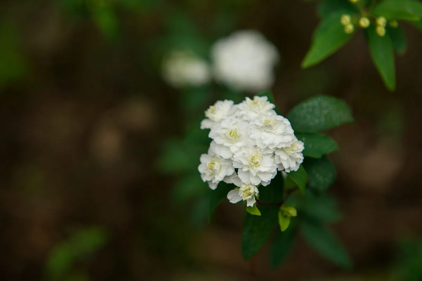 露珠，花瓣和枝葉上的晶鑽・第 19 張