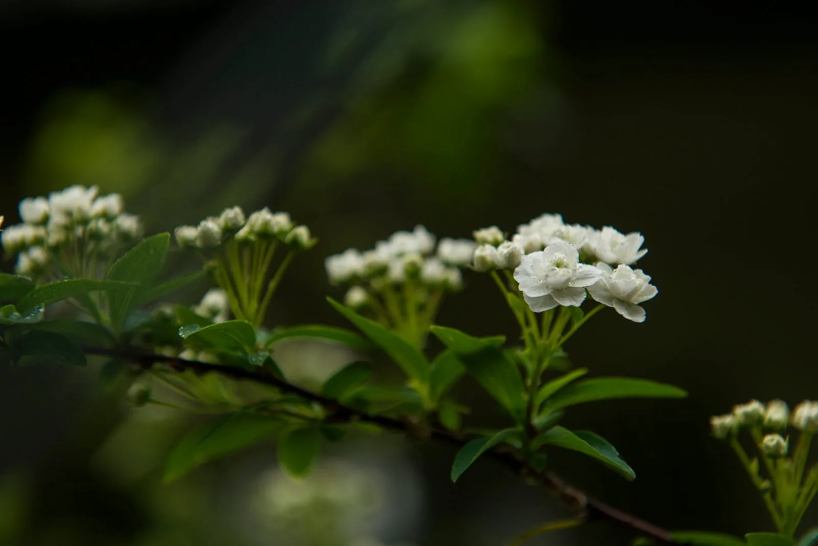 露珠，花瓣和枝葉上的晶鑽・第 21 張