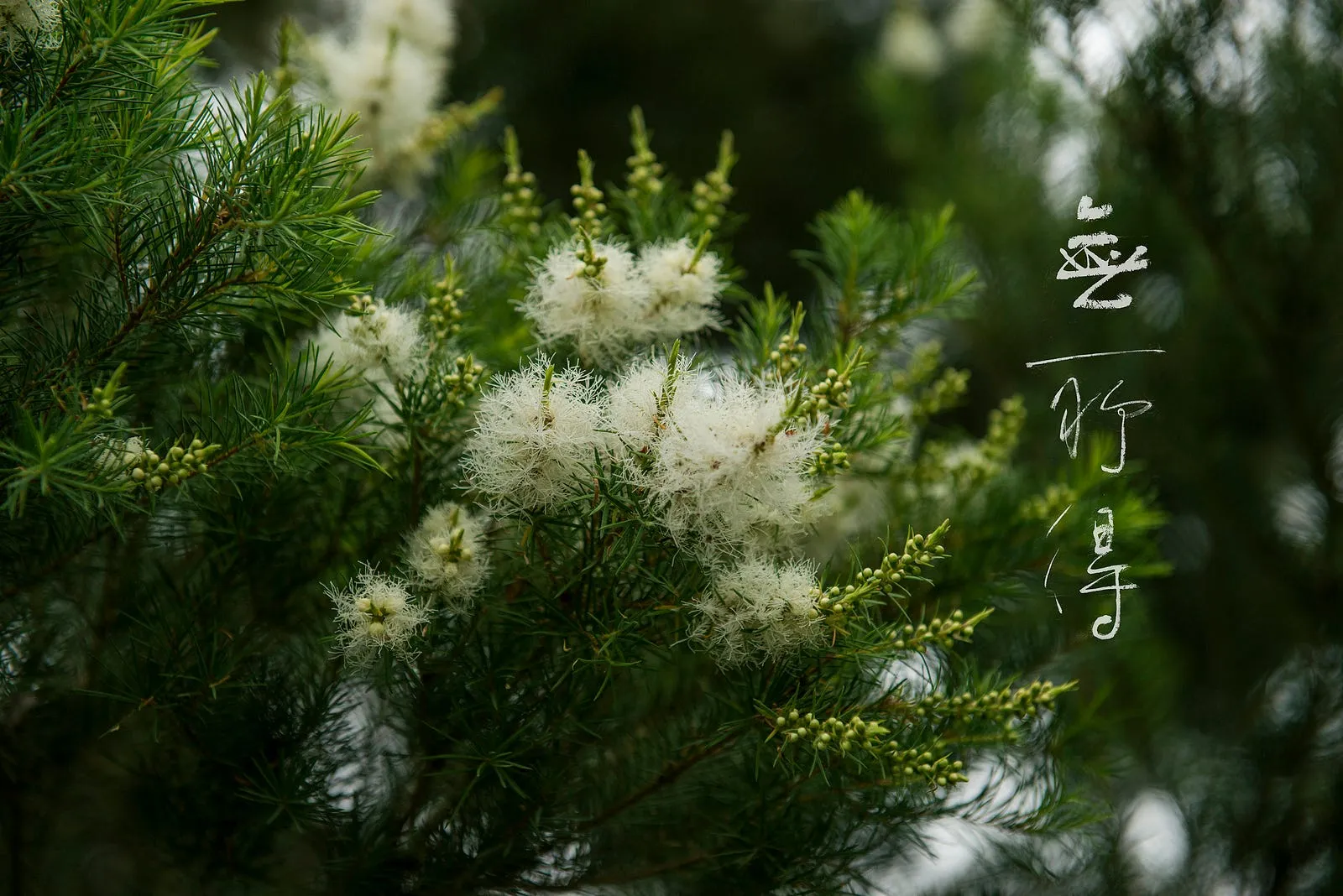 澳洲茶樹，另種四月雪…・第 1 張
