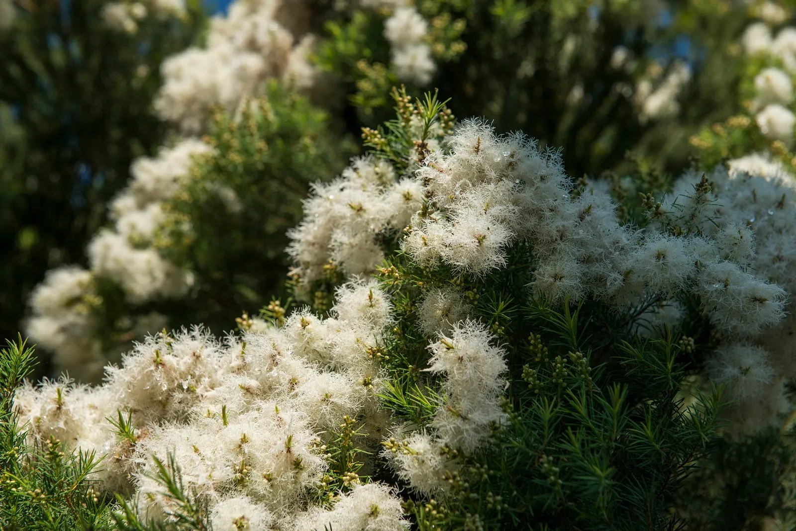 澳洲茶樹，另種四月雪…・第 10 張