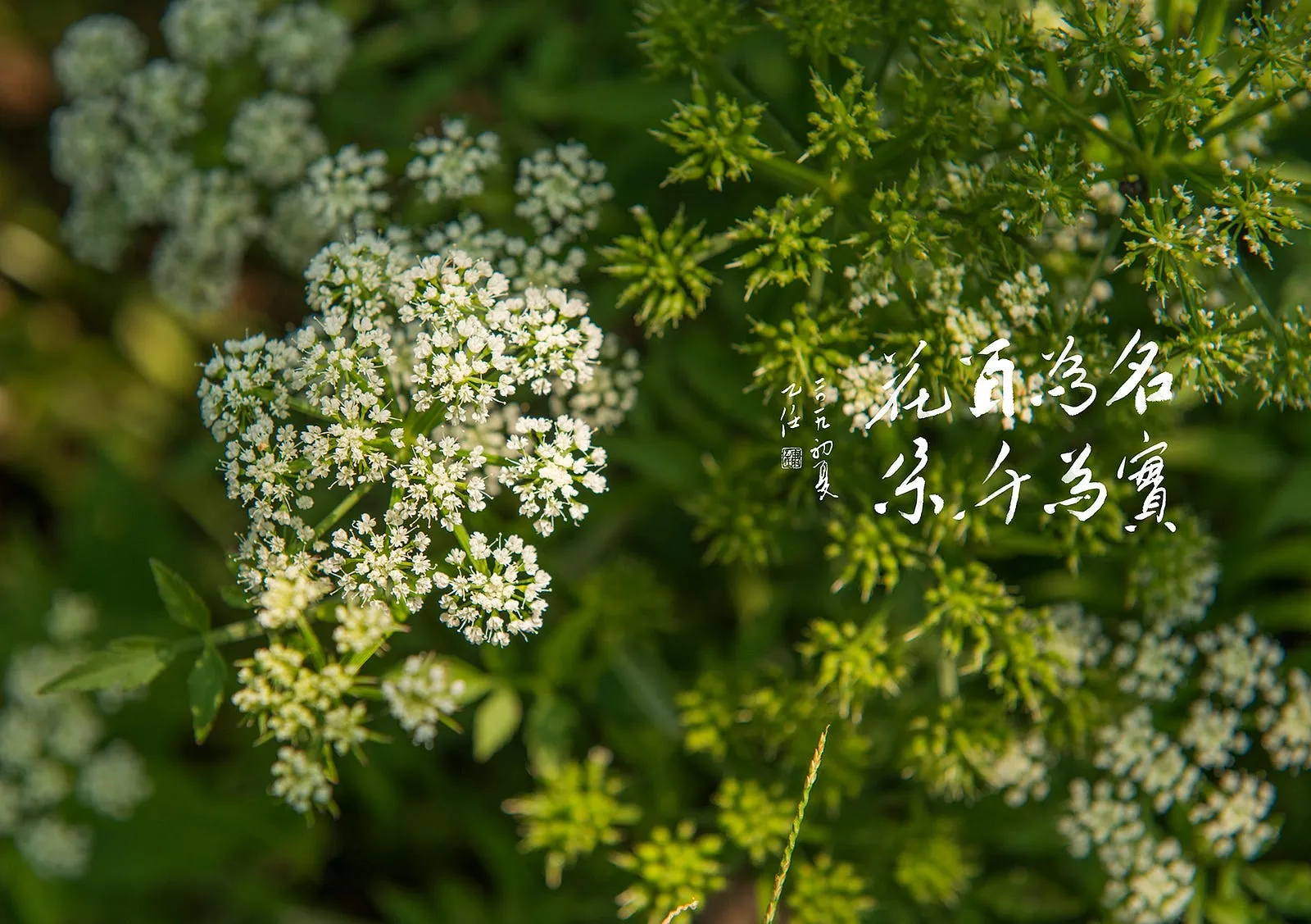 名為百花，實為千朵。・水芹菜的花