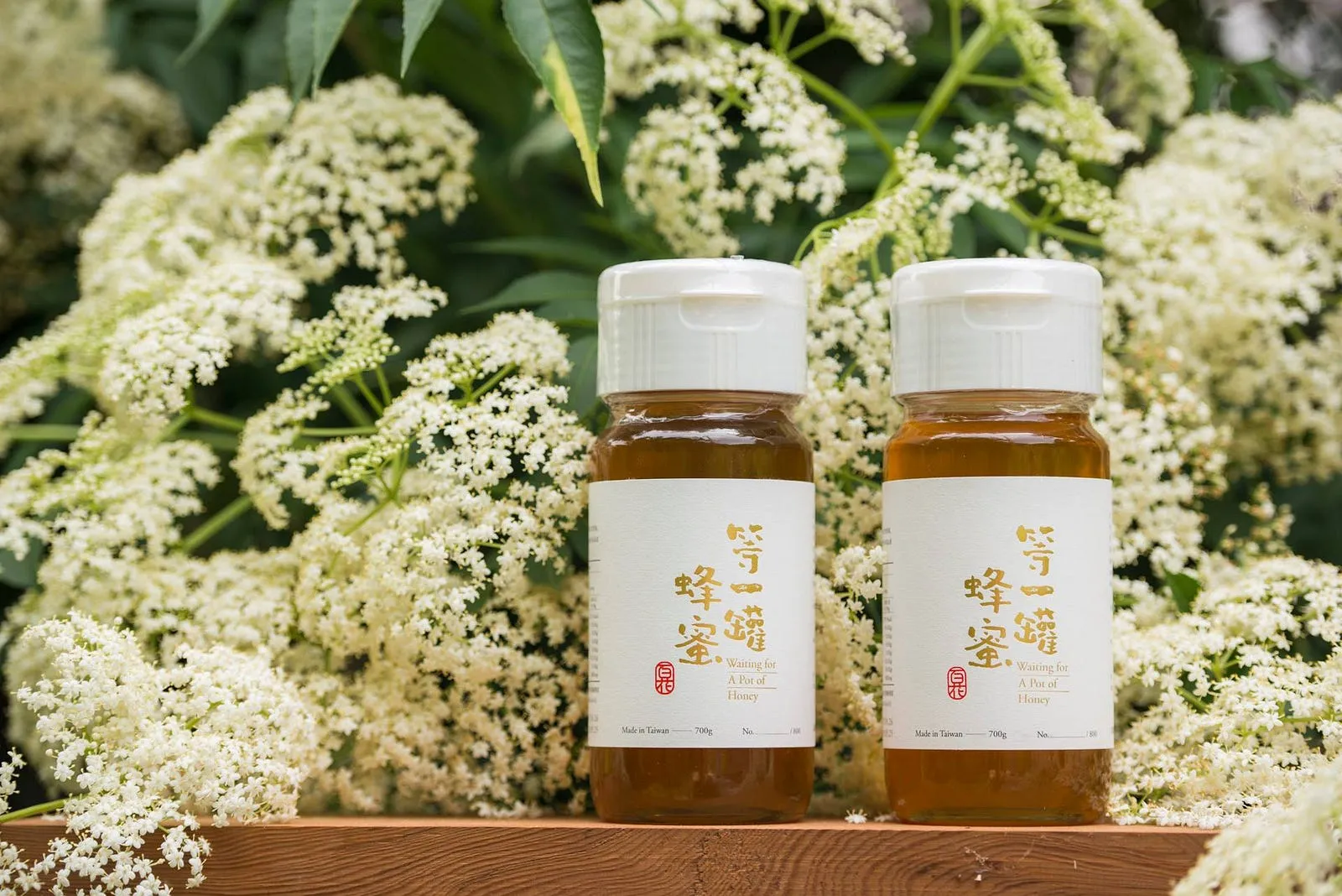 名為百花，實為千朵。・錫蘭接骨木的花