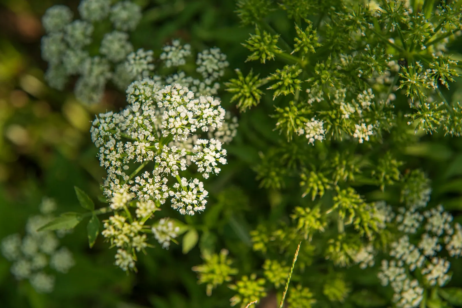 名為百花，實為千朵。・第 4 張