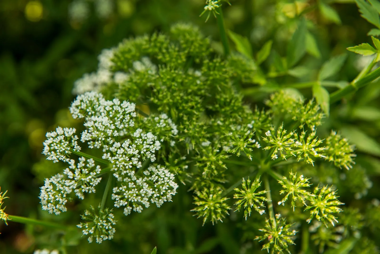 名為百花，實為千朵。・第 11 張