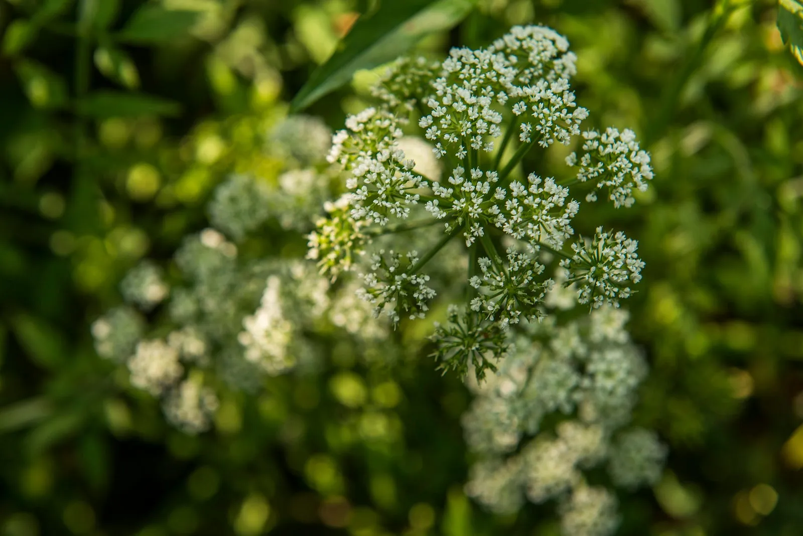 名為百花，實為千朵。・第 14 張