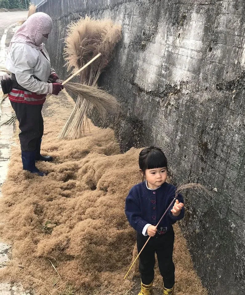 芒草，僅讓它隨風搖曳？・第 2 張