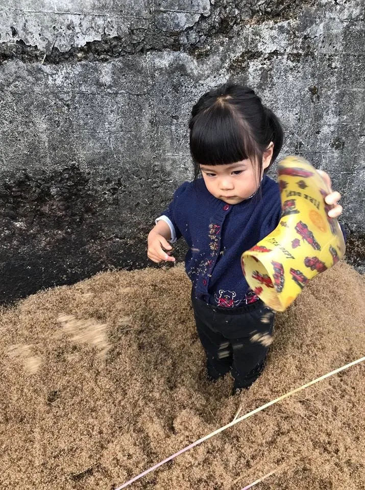 芒草，僅讓它隨風搖曳？・攝影：簡嘉文