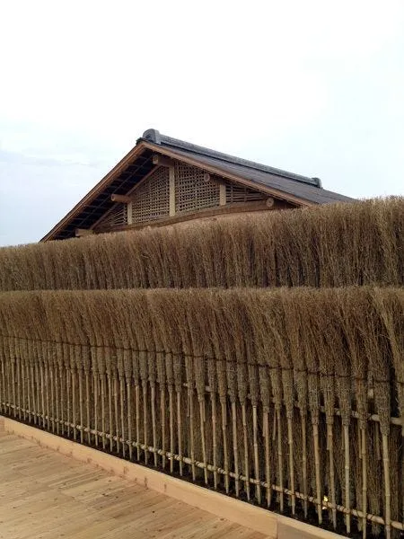 芒草，僅讓它隨風搖曳？・左圖攝影：趙樹人，右圖：https://ameblo.jp/tkdaaadotcom/image-11484873429-12445518384.html