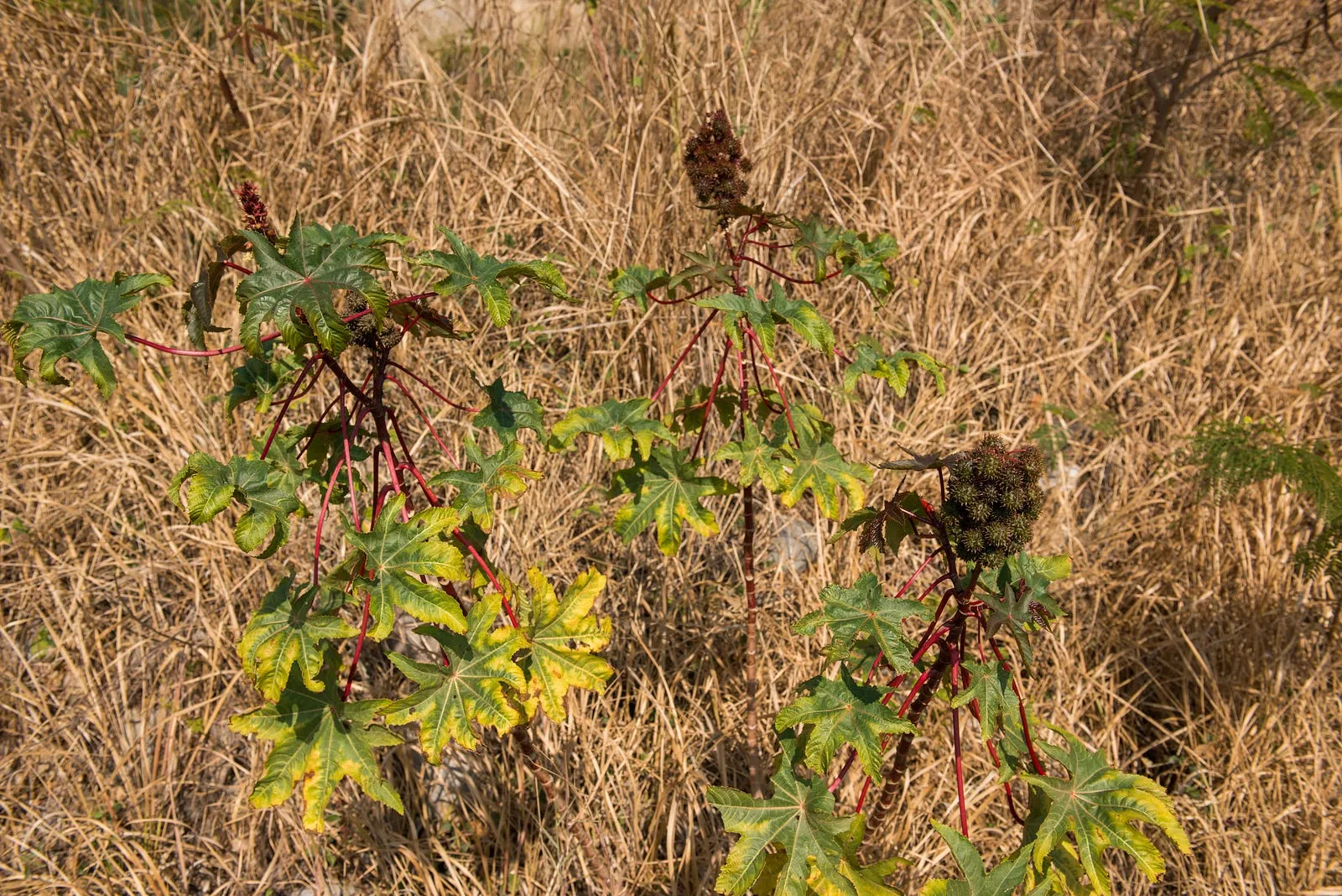 芒草，僅讓它隨風搖曳？・第 9 張