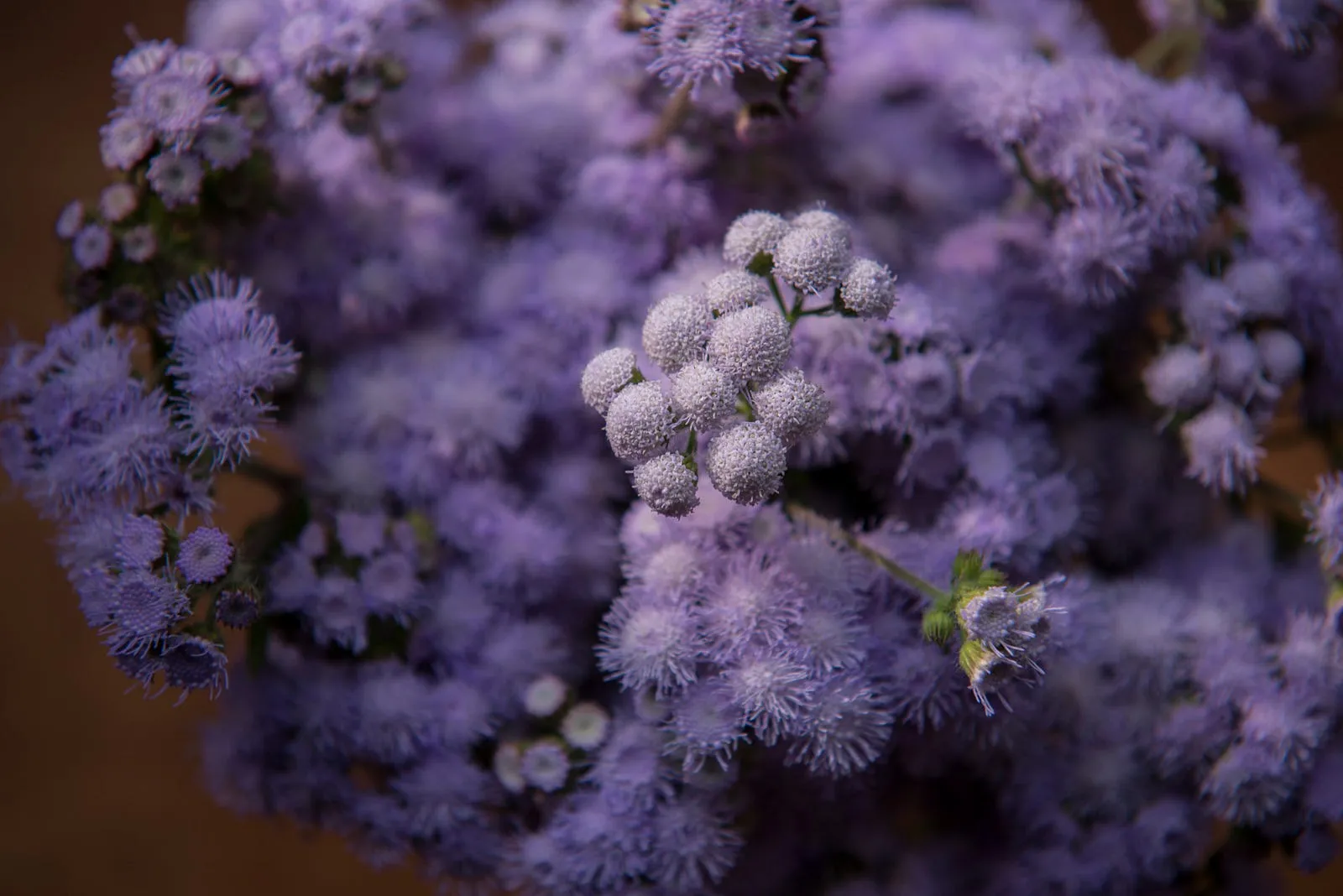早安，紫花藿香薊！・第 11 張
