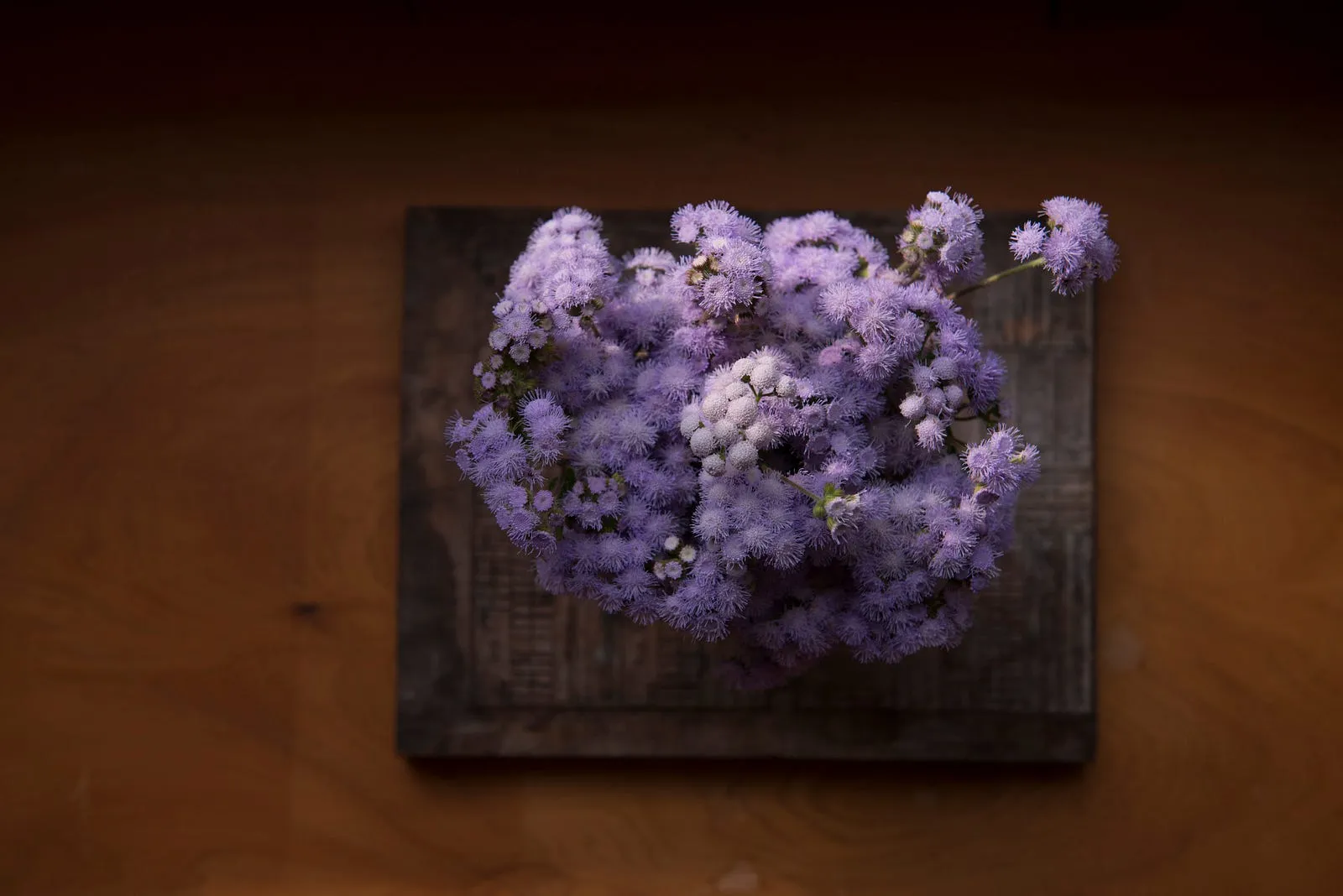 早安，紫花藿香薊！・第 12 張