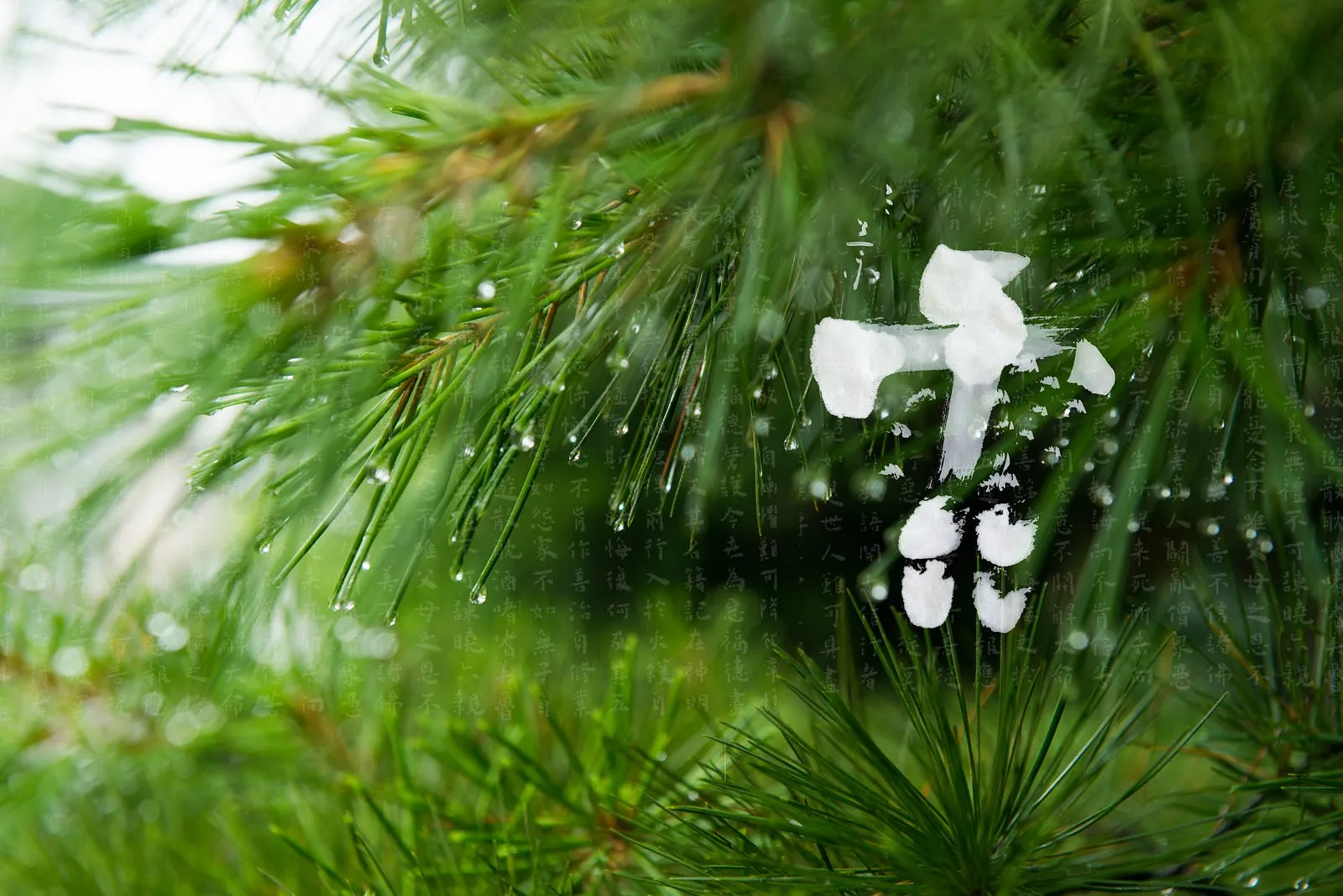 攝影的真善美・第 1 張
